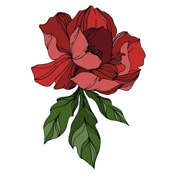 Vector Peony kwiatowe kwiaty botaniczne. Grawerowane na czarno-białe — Wektor stockowy