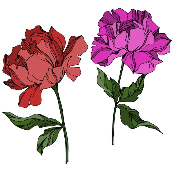 Vector Peony flores botánicas florales. Grabado en blanco y negro — Vector de stock