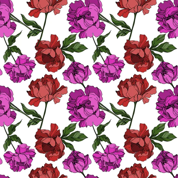 Vector Peony flores botánicas florales. Grabado en blanco y negro — Archivo Imágenes Vectoriales