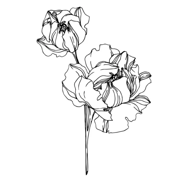 ベクトル牡丹の花植物の花。黒と白の彫刻 — ストックベクタ