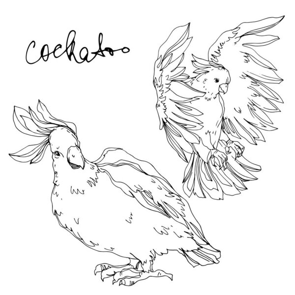 Векторный небесный какаду в изолированной дикой природе. Черное и белое
