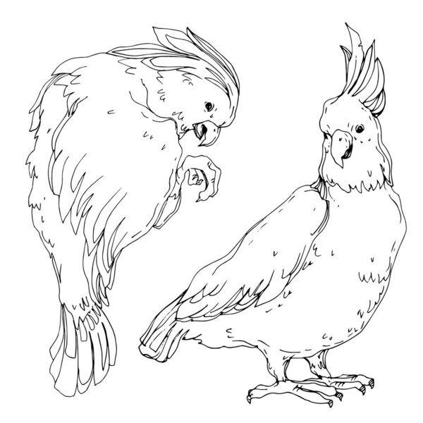 Векторный небесный какаду в изолированной дикой природе. Черное и белое
