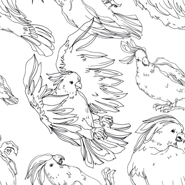 Векторный небесный какаду в изолированной дикой природе. Черное и белое
