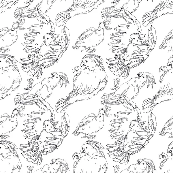 Cacatúa de aves Vector Sky en una vida silvestre aislada. Blanco y negro — Vector de stock