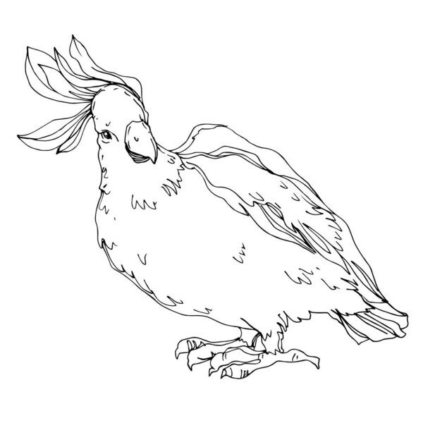 Векторный небесный какаду в изолированной дикой природе. Черное и белое
