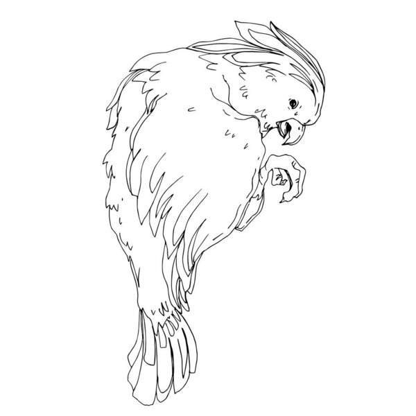 Векторный небесный какаду в изолированной дикой природе. Черное и белое
