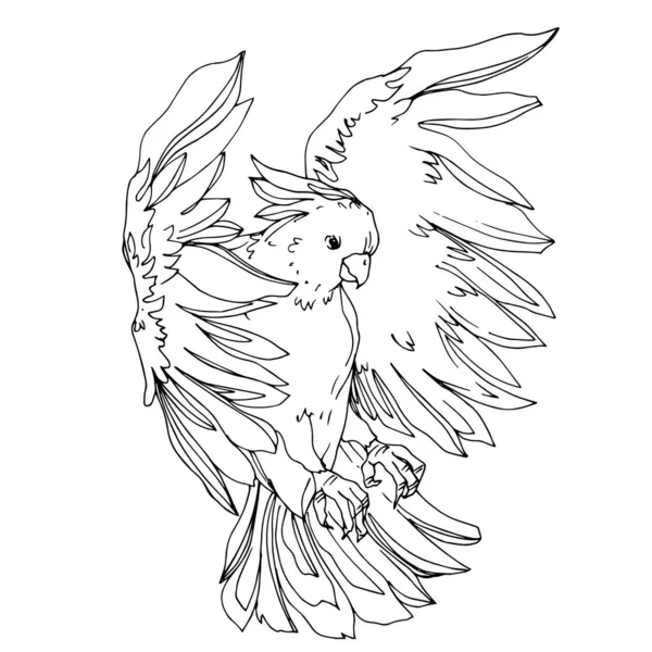 Cacatúa de aves Vector Sky en una vida silvestre aislada. Blanco y negro — Vector de stock