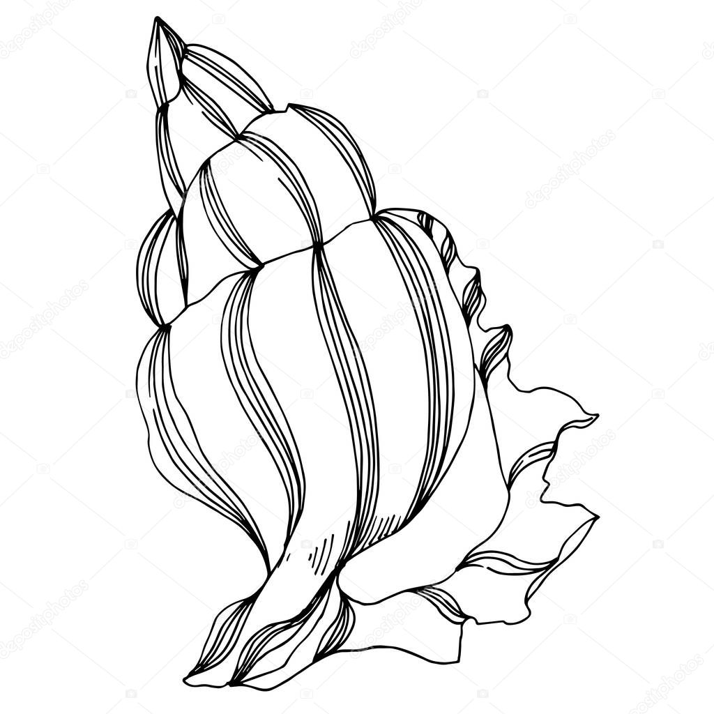 Vector Summer beach seashell tropical elements. Black and white 