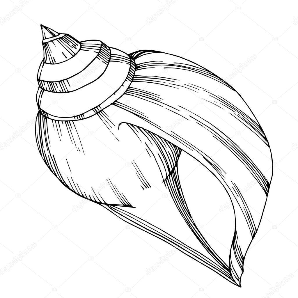 Vector Summer beach seashell tropical elements. Black and white 