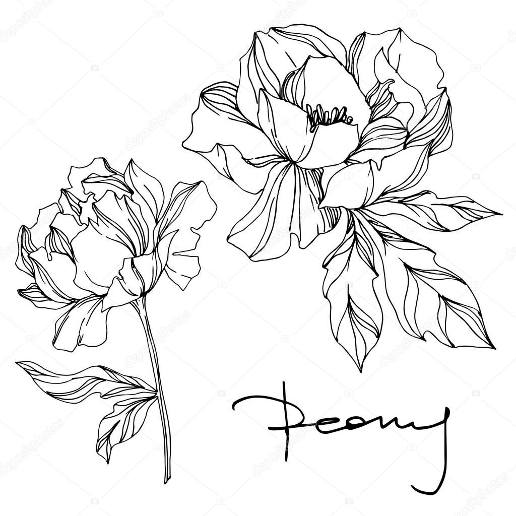 Vector Peony floral botanical flowers. Black and white engraved 