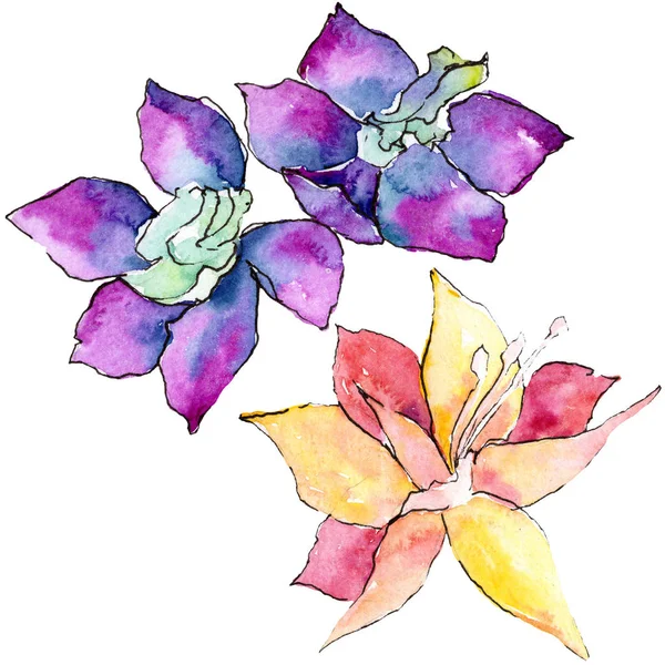 Violette und gelbe Orchideenblüten. isoliertes Illustrationselement. Aquarell-Hintergrundillustration. Handgezeichnete Aquarellblumen. — Stockfoto
