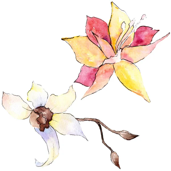 Flores de orquídea amarillas y blancas aisladas en blanco. Ilustración de fondo acuarela. Flores de acuarela dibujadas a mano . - foto de stock
