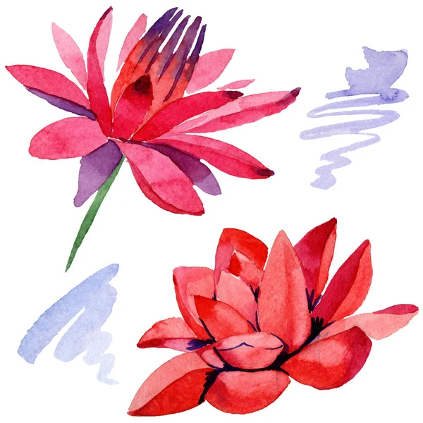 Red lotus flowers. Isolated illustration element. Watercolor background illustration. Hand drawn in aquarell. — Stock Photo