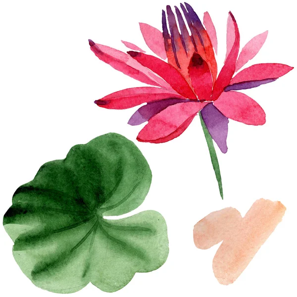 Червона квітка лотоса з зеленим листом ізольована на білому. Квіткова ботанічна квітка. Ілюстрація акварельного фону . — стокове фото