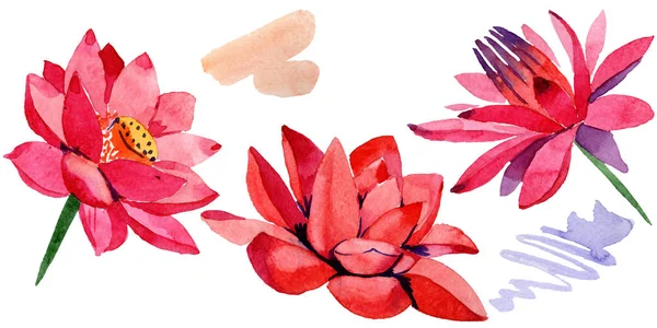 Red lotus flowers. Isolated illustration element. Watercolor background illustration. Hand drawn in aquarell. — Stock Photo