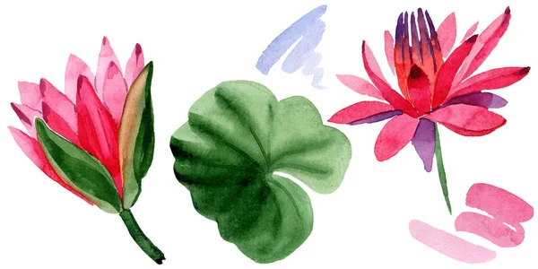 Flores de loto rojas. Elemento de ilustración de flores de loto aisladas. Ilustración fondo acuarela . - foto de stock