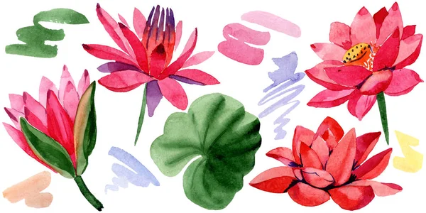 Flores de loto rojas. Elemento de ilustración de flores de loto aisladas. Ilustración fondo acuarela . - foto de stock