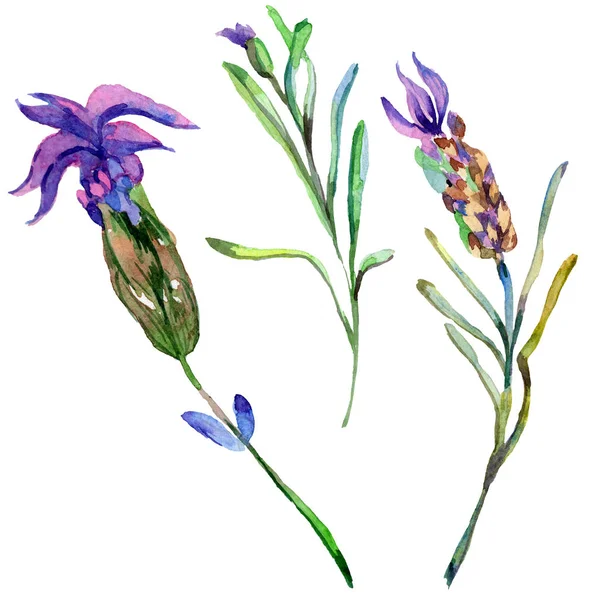 Violette Lavendelblüten. Wildblumen des wilden Frühlings isoliert auf weiß. handgezeichnete Lavendelblüten in Aquarell. Aquarell Hintergrundillustration. — Stockfoto