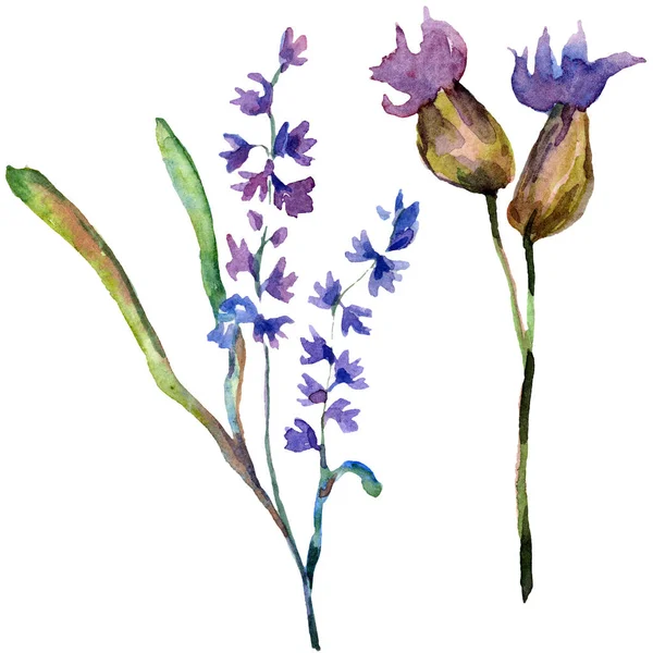 Фиолетовые лавандовые цветы. Дикие весенние полевые цветы изолированы на белом. Цветы лаванды в аквареле. Акварель . — стоковое фото