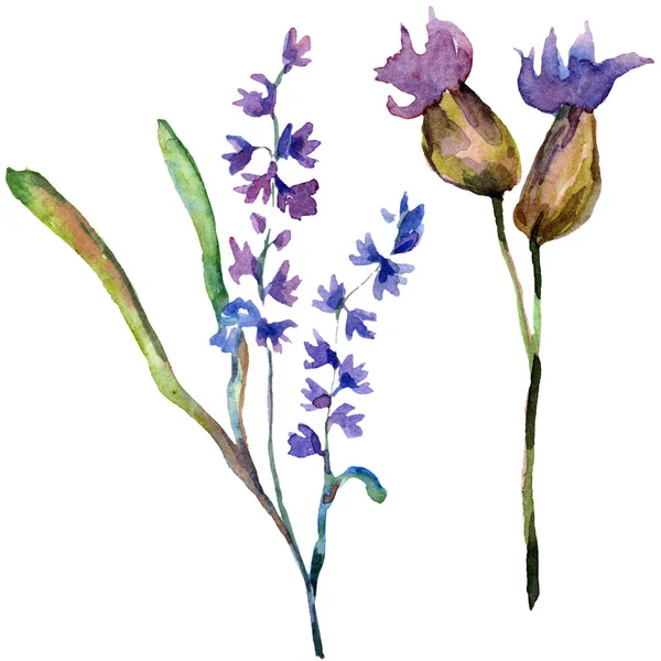 Purple lavender flowers. Wild spring wildflowers isolated on white. Hand drawn lavender flowers in aquarelle. Watercolor background illustration. — Stock Photo