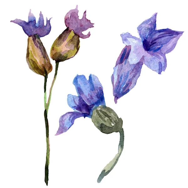 Violette Lavendelblüten. Wildblumen des wilden Frühlings isoliert auf weiß. handgezeichnete Lavendelblüten in Aquarell. Aquarell Hintergrundillustration. — Stockfoto