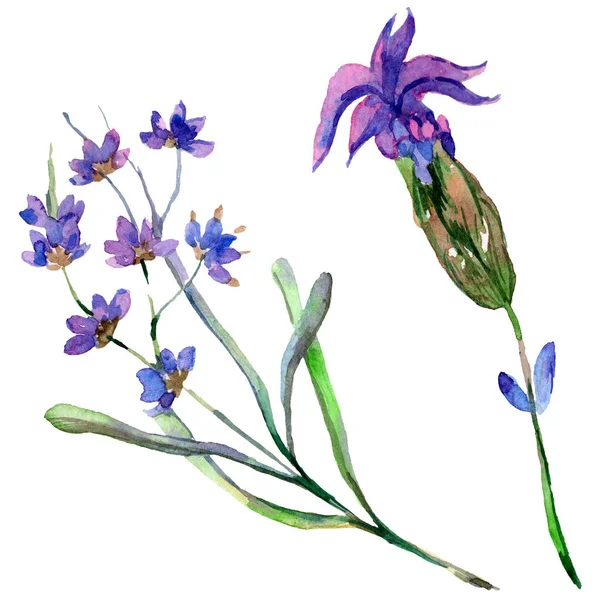 Фиолетовые лавандовые цветы. Дикие весенние полевые цветы изолированы на белом. Цветы лаванды в аквареле. Акварель . — стоковое фото