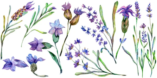 Fleurs de lavande pourpre. Fleurs sauvages printanières sauvages isolées sur blanc. Fleurs de lavande dessinées à la main en aquarelle. Illustration de fond aquarelle . — Photo de stock