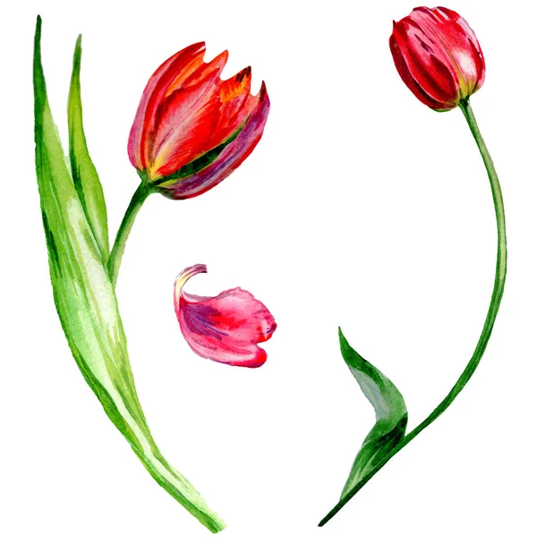 Amazing red tulip flowers with green leaves. Hand drawn botanical flowers. Watercolor background illustration. Isolated red tulips illustration element. — Stock Photo