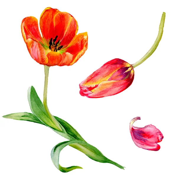 Дивовижні червоні квіти тюльпанів з зеленим листям. Рука намальована ботанічними квітами. Ілюстрація акварельного фону. Ізольований елемент ілюстрації червоних тюльпанів . — стокове фото