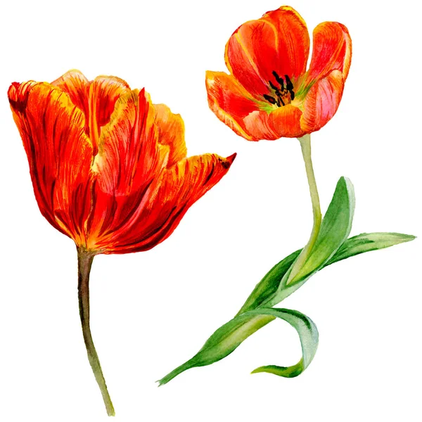 Increíbles flores de tulipán rojo con hojas verdes. Flores botánicas hechas a mano. Ilustración de fondo acuarela. Elemento ilustrativo de tulipanes rojos aislados . - foto de stock