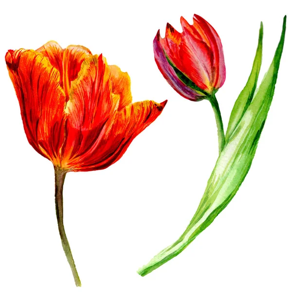 Increíbles flores de tulipán rojo con hojas verdes. Flores botánicas hechas a mano. Ilustración de fondo acuarela. Elemento ilustrativo de tulipanes rojos aislados . - foto de stock