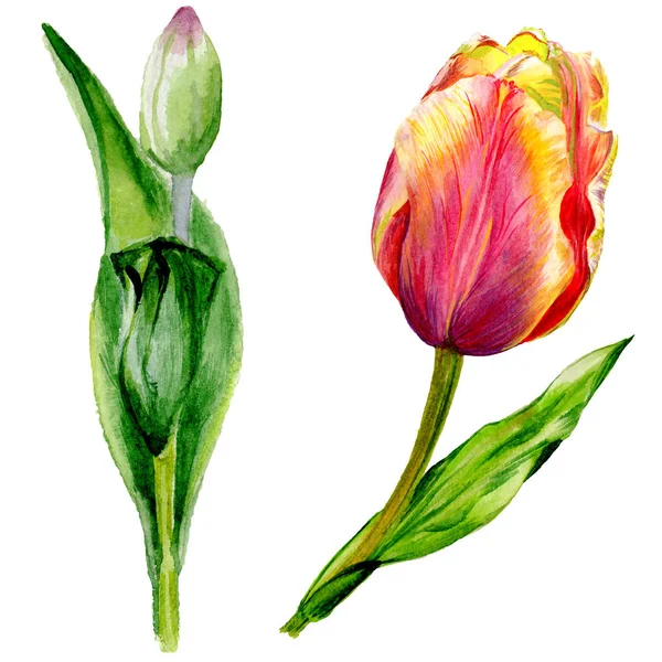 Increíbles flores de tulipán rojo con hojas verdes. Flores botánicas hechas a mano. Ilustración de fondo acuarela. Elemento ilustrativo de tulipanes rojos aislados . — Stock Photo