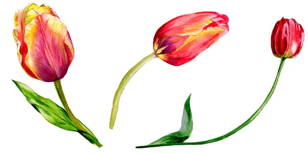 Incredibili fiori di tulipano rosso con foglie verdi. Fiori botanici disegnati a mano. Illustrazione acquerello sfondo. Elemento di illustrazione tulipani rossi isolati . — Foto stock