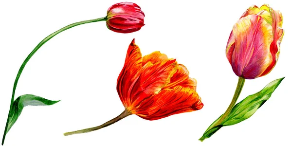 Incredibili fiori di tulipano rosso con foglie verdi. Fiori botanici disegnati a mano. Illustrazione acquerello sfondo. Elemento di illustrazione tulipani rossi isolati . — Foto stock