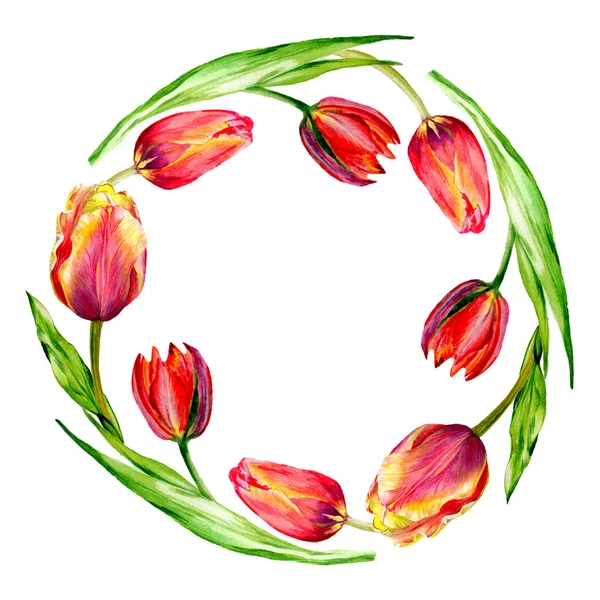 Incredibili fiori di tulipano rosso con foglie verdi. Fiori botanici disegnati a mano. Illustrazione acquerello sfondo. cornice bordo ornamento corona . — Foto stock