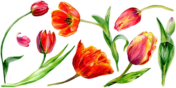 Erstaunliche rote Tulpenblüten mit grünen Blättern. handgezeichnete botanische Blumen. Aquarell-Hintergrundillustration. vereinzelte rote Tulpen Illustrationselement. — Stockfoto