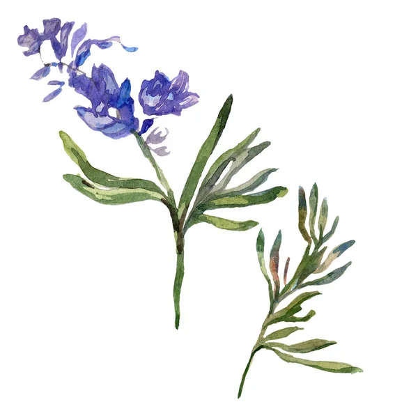Violettem Lavendel. Blütenbotanische Blume. wilde Frühlingswildblume isoliert auf weiß. handgezeichnete Lavendelblüte in Aquarell. Aquarell Hintergrundillustration. — Stockfoto