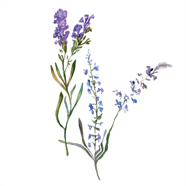 Purple lavender flowers. Wild spring wildflowers isolated on white. Hand drawn lavender flowers in aquarelle. Watercolor background illustration. — Stock Photo