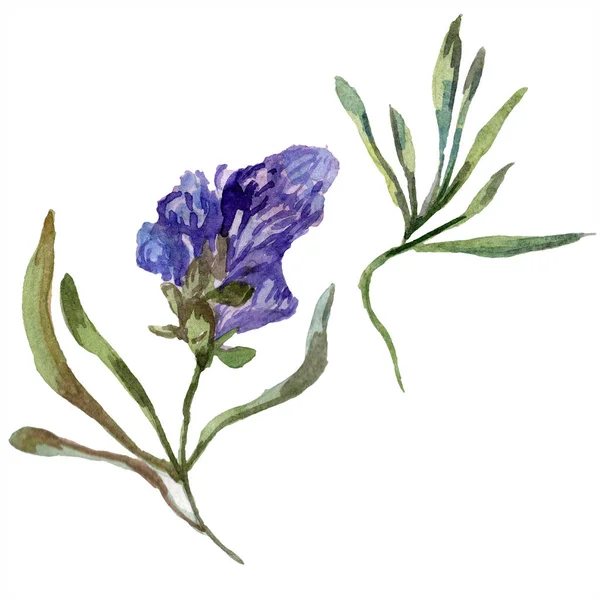 Violettem Lavendel. Blütenbotanische Blume. wilde Frühlingswildblume isoliert auf weiß. handgezeichnete Lavendelblüte in Aquarell. Aquarell Hintergrundillustration. — Stockfoto