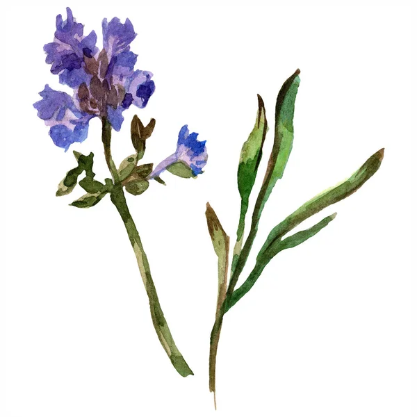 Lavanda púrpura. Flor botánica floral. Flor silvestre de primavera silvestre aislada en blanco. Flor de lavanda dibujada a mano en aquarelle. Ilustración fondo acuarela . — Stock Photo