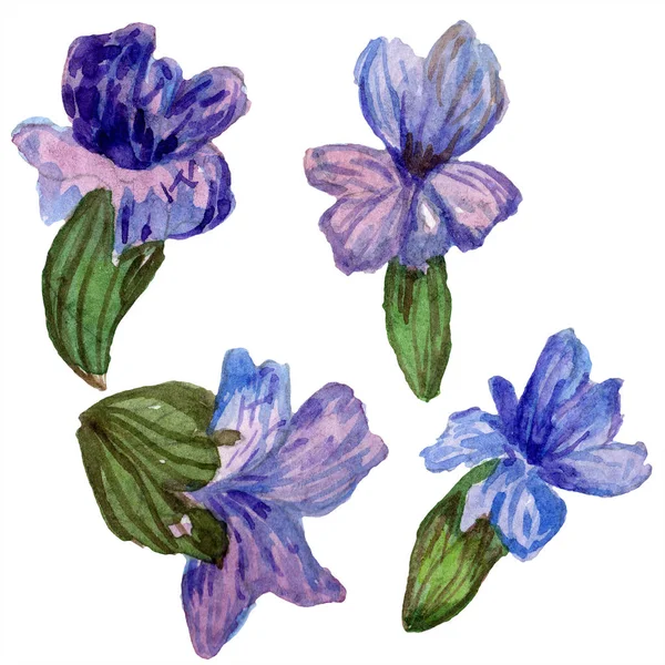 Fiori viola di lavanda. Fiori selvatici primaverili isolati su bianco. Fiori di lavanda disegnati a mano in acquerello. Acquerello sfondo illustrazione . — Foto stock