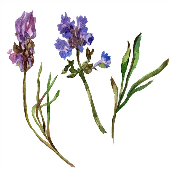 Flores de lavanda púrpura. Flores silvestres de primavera aisladas en blanco. Flores de lavanda dibujadas a mano en acuarela. Ilustración fondo acuarela . — Stock Photo