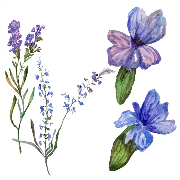 Purple lavender flowers. Wild spring wildflowers isolated on white. Hand drawn lavender flowers in aquarelle. Watercolor background illustration. — Stock Photo