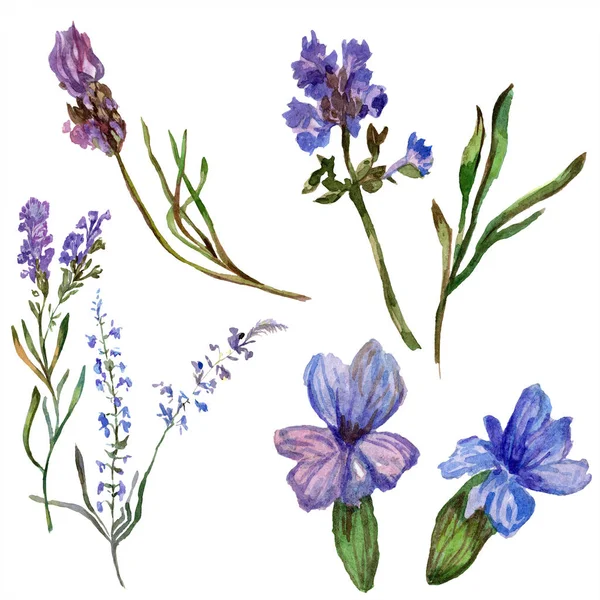 Fiori viola di lavanda. Fiori selvatici primaverili isolati su bianco. Fiori di lavanda disegnati a mano in acquerello. Acquerello sfondo illustrazione . — Foto stock