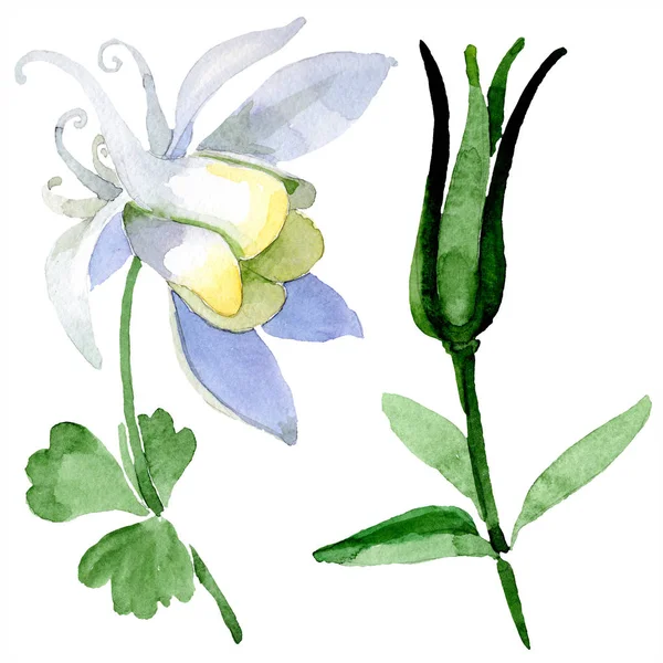 White aquilegia flower and bud. Beautiful spring wildflowers isolated on white. Watercolor background illustration. — Stock Photo