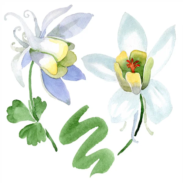 Flor de aquilegia blanca. Hermosa flor silvestre de primavera aislada en blanco. Elemento ilustrativo de aquilegia aislado. Ilustración fondo acuarela . - foto de stock