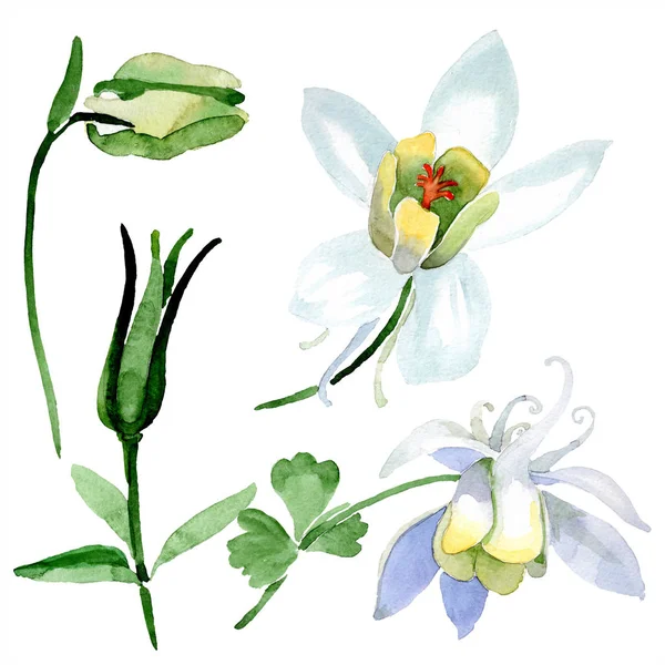Aquilegia branco flores e broto. Lindas flores silvestres de primavera isoladas em branco. ilustração fundo aquarela . — Fotografia de Stock