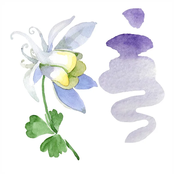 Flor de aquilegia branca. Bela primavera wildflower isolado em branco. Isolado elemento de ilustração aquilegia. ilustração fundo aquarela . — Fotografia de Stock