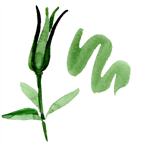Green aquilegia bud. Прекрасный весенний полевой цветок изолирован на белом. Изолированный элемент иллюстрации аквилегии. Акварель . — стоковое фото