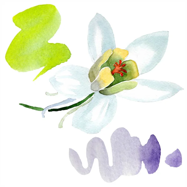 Белый цветок аквилегии. Прекрасный весенний полевой цветок изолирован на белом. Изолированный элемент иллюстрации аквилегии. Акварель . — стоковое фото